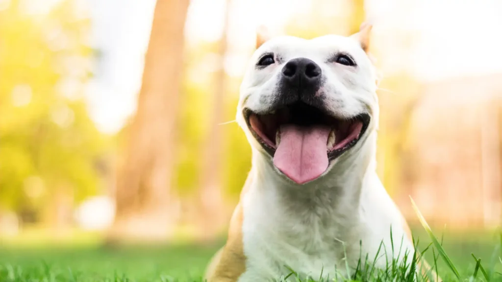 il mio cane non mangia 